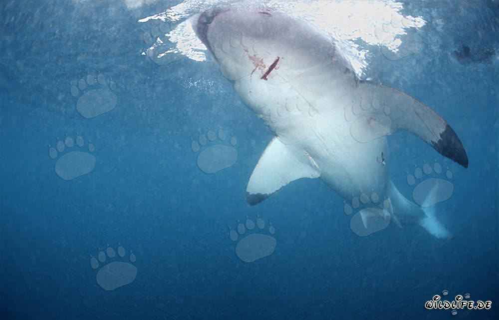 Fascinating Great White Shark off the coast of South Africa
