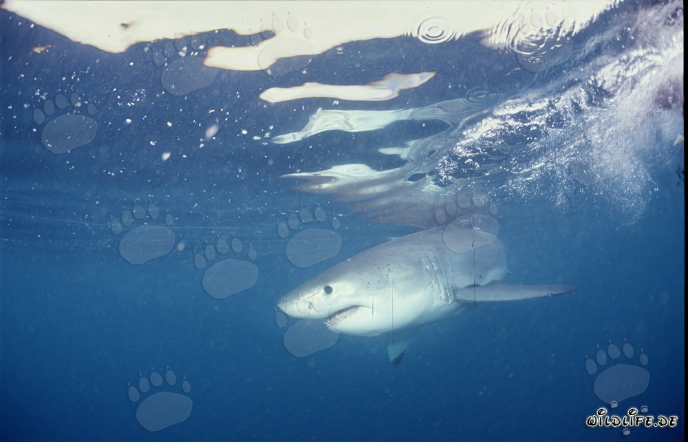 Bébé requin blanc dans l'eau lumineuse en face de Gansbaai
