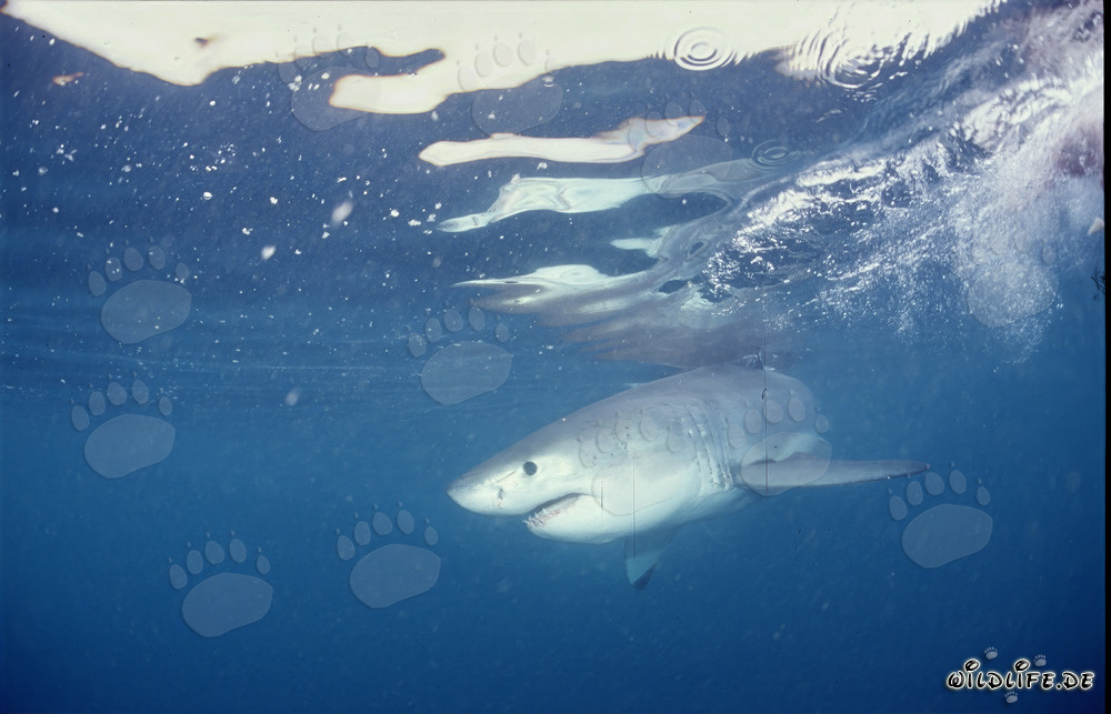 Bebé tiburón blanco en el agua iluminada frente a Gansbaai