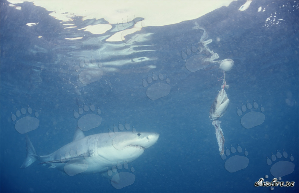 Fascinante Gran Tiburón Blanco frente al cebo de pescado
