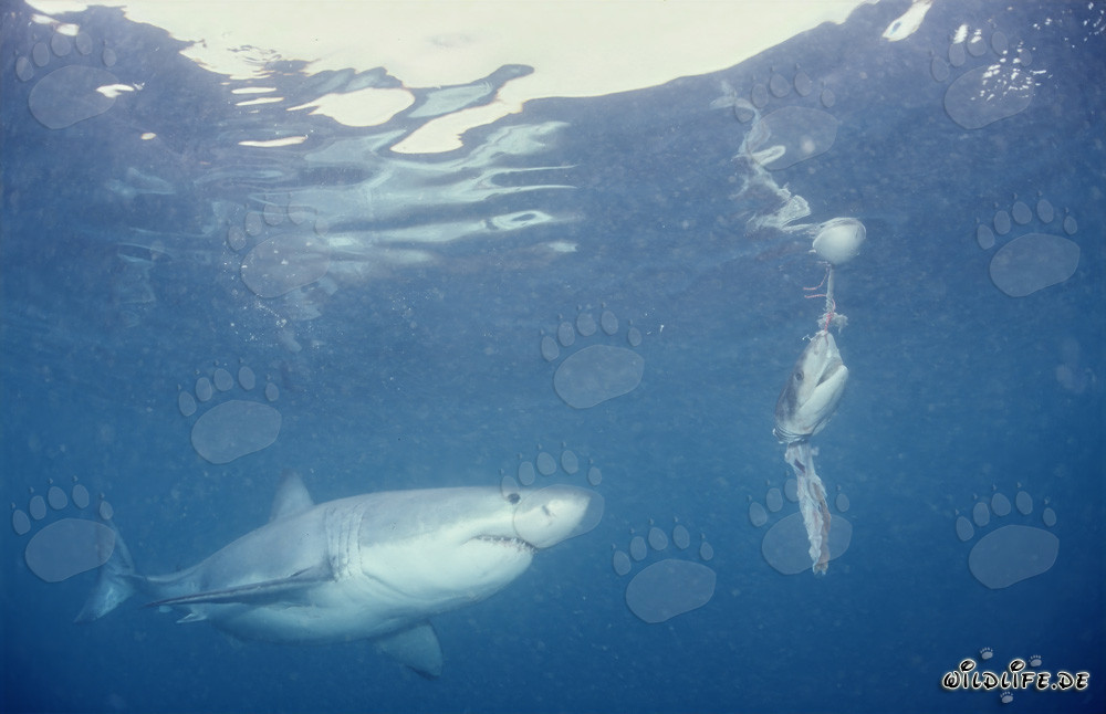 Grand requin blanc fascinant devant l'appât