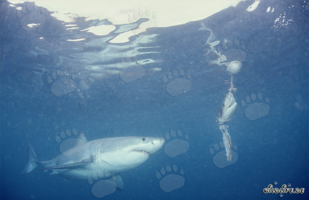 Fascinating Great White Shark in front of the Fish Bait