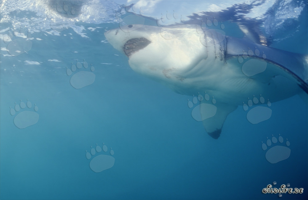 Impressive Great White Shark near Geyser Rock