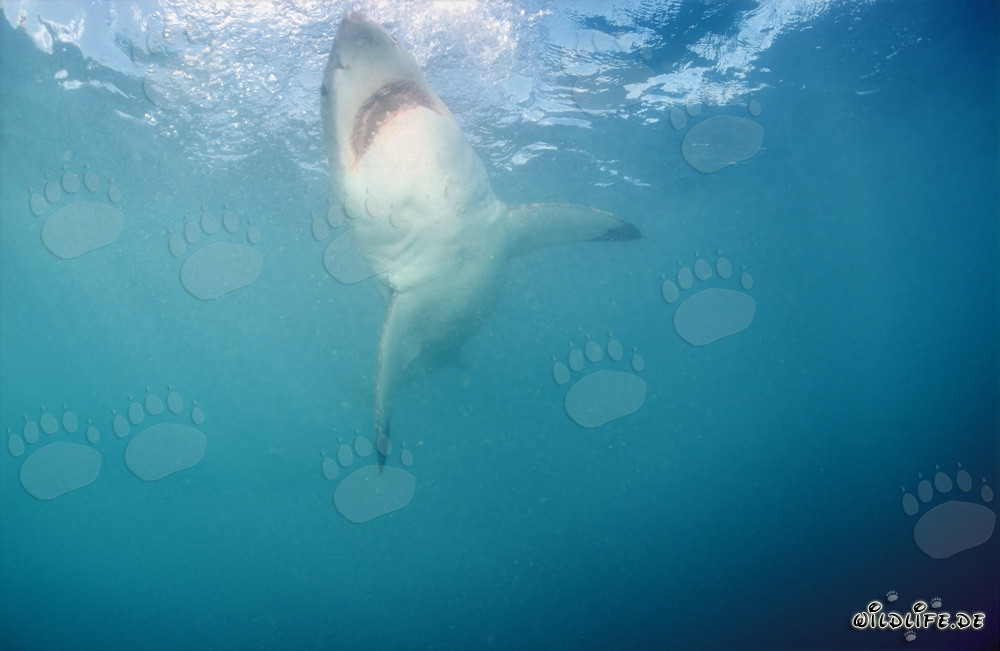 Gran tiburón blanco asciende verticalmente a la superficie del agua