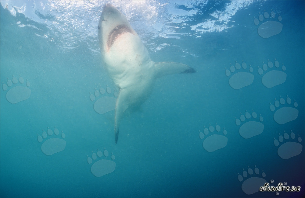 Grand requin blanc remonte verticalement à la surface de l'eau