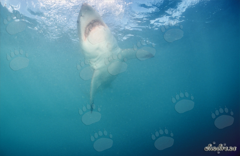 Great White Shark ascending vertically to the ocean surface