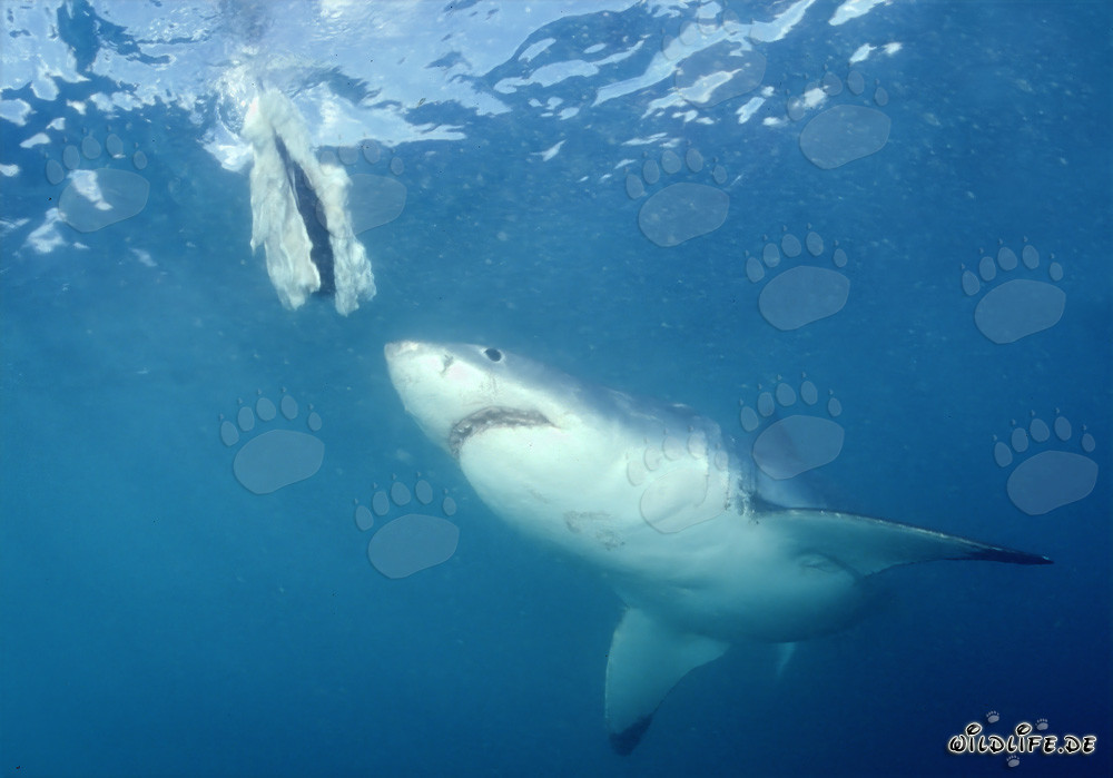 Gran tiburón blanco cazando frente a la costa de Sudáfrica