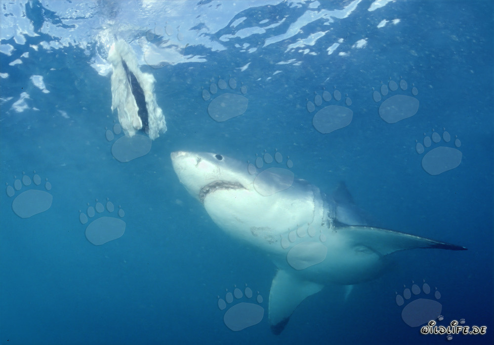 Grand requin blanc en chasse au large de la côte sud-africaine