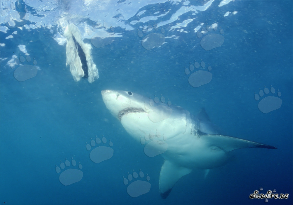 Great White shark hunting for prey off the coast of South Africa