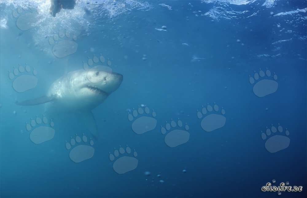Grand requin blanc majestueux au large de la côte sud-africaine