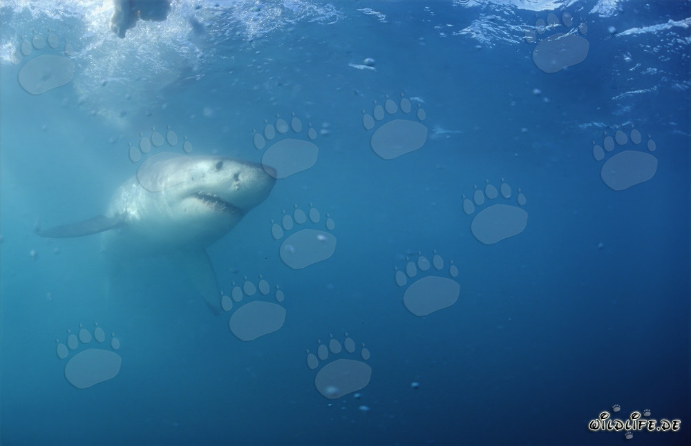 Majestic Great White Shark off the Coast of South Africa