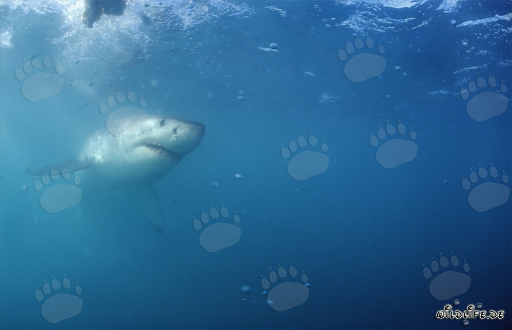 Majestuoso tiburón blanco frente a la costa de Sudáfrica