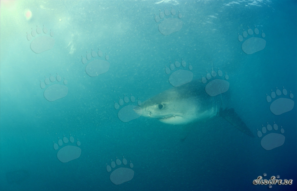 Baby Great White Shark explores the waters off Dyer Island