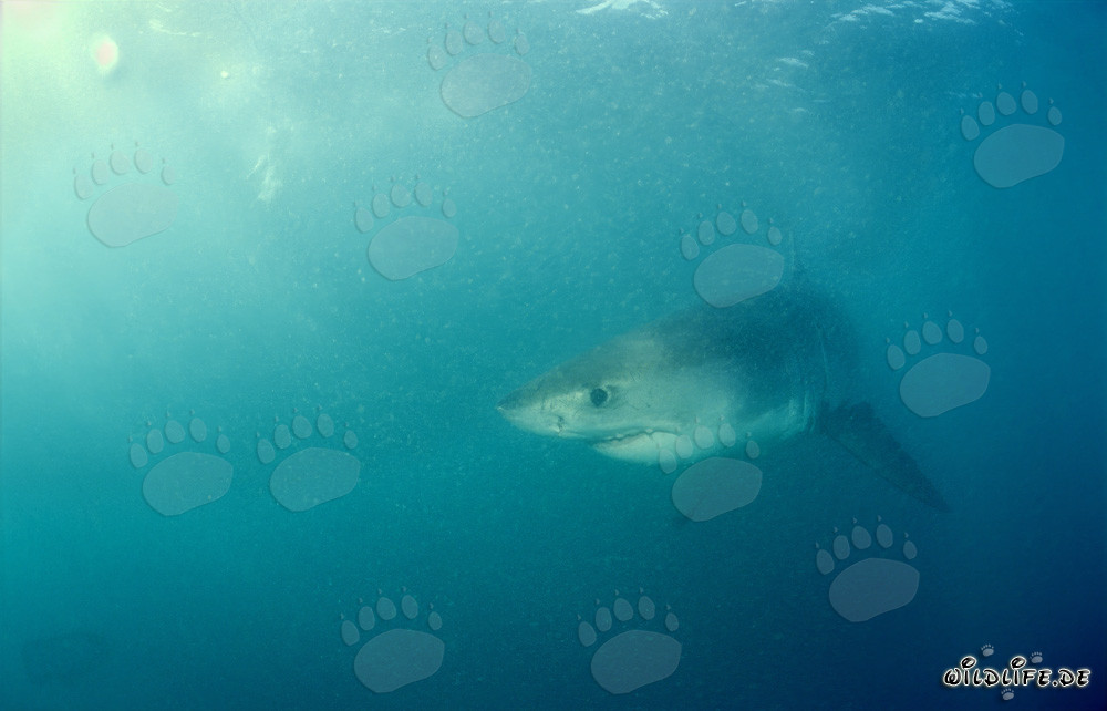 Jeune requin blanc explore les eaux devant l'île de Dyer
