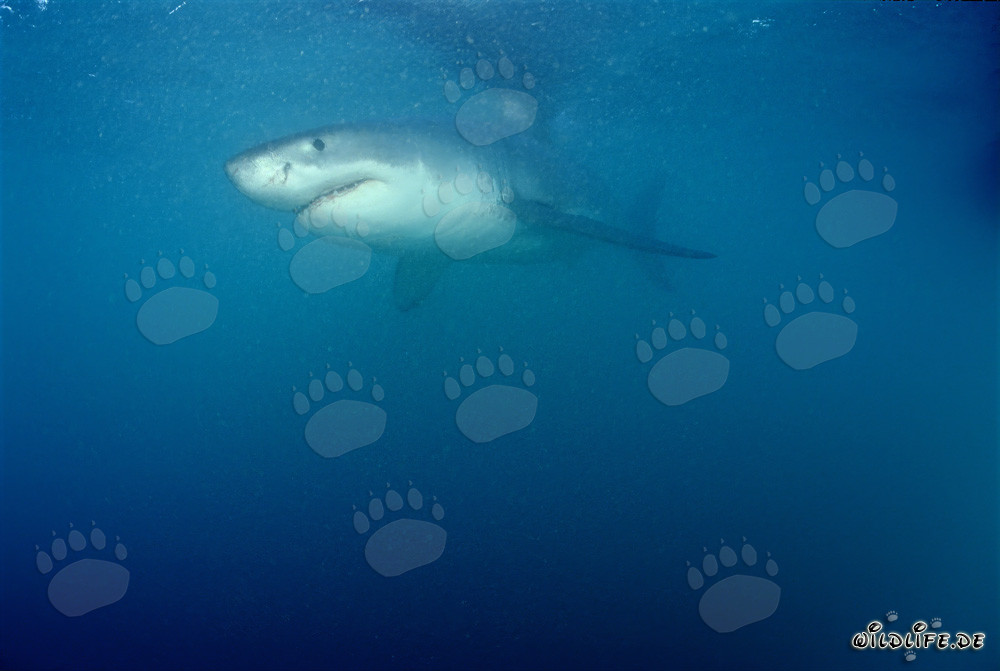 Requin blanc fascinant devant Geyser Rock et l'île de Dyer