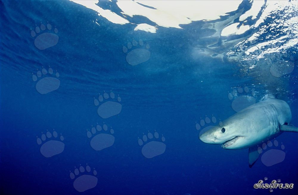Baby Great White Shark searching for prey off the coast of Gansbaai