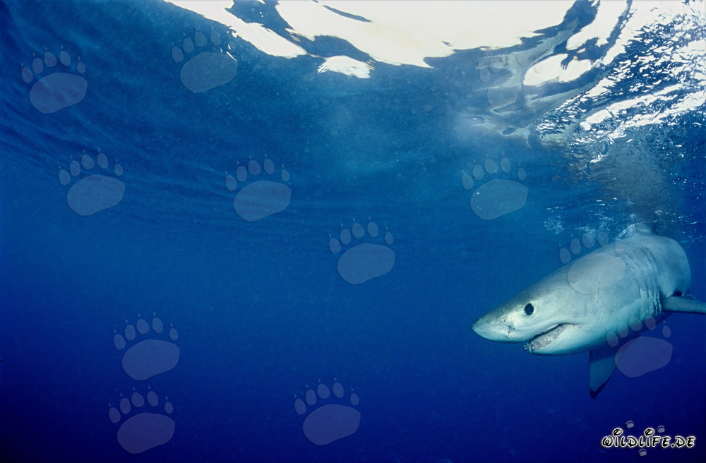 Jeune requin blanc à la recherche de nourriture au large de Gansbaai