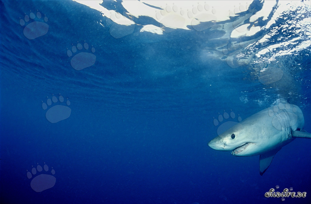 Tiburón blanco bebé en busca de alimentos frente a la costa de Gansbaai
