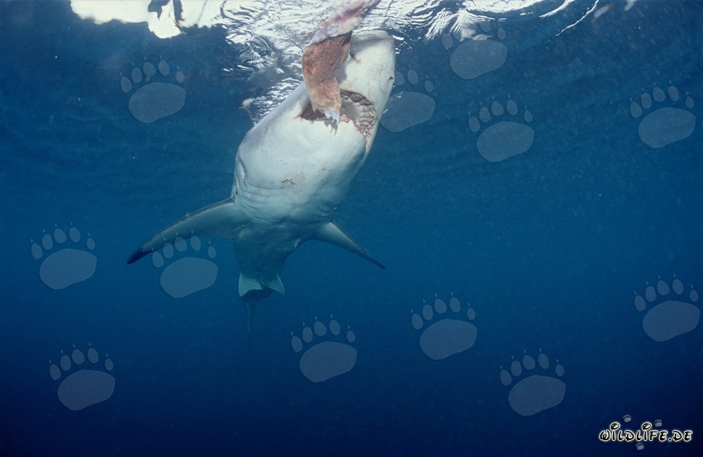Grand requin blanc majestueux chassant au large des côtes de l'Afrique du Sud