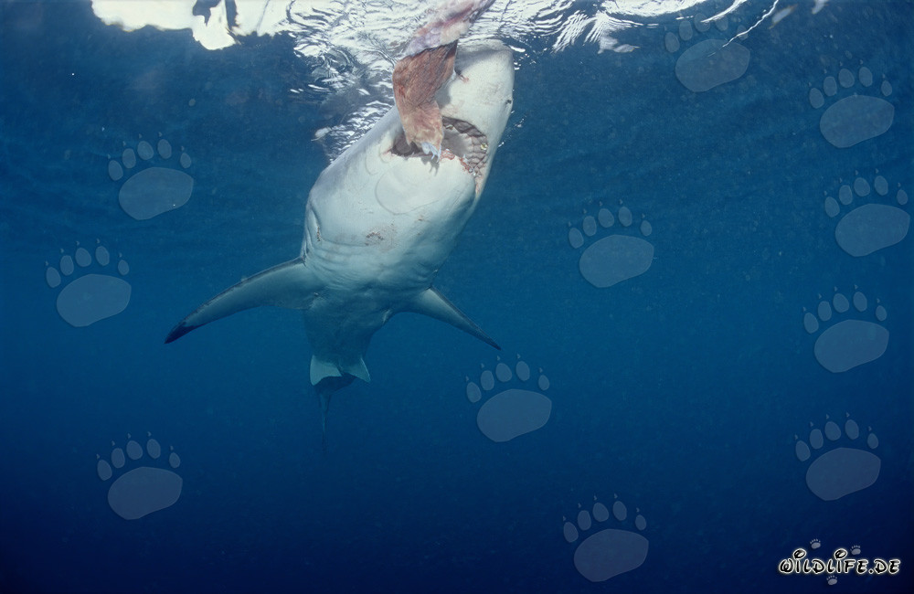 Maestoso squalo bianco in caccia al largo delle coste sudafricane