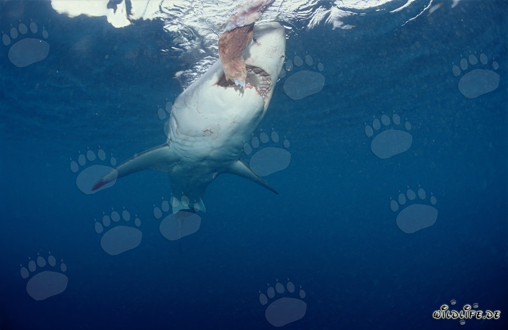 Majestuoso tiburón blanco cazando frente a la costa de Sudáfrica