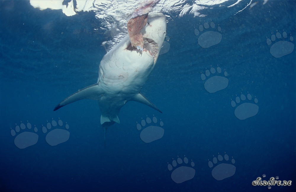 Majestic Great White Shark hunting off the coast of South Africa