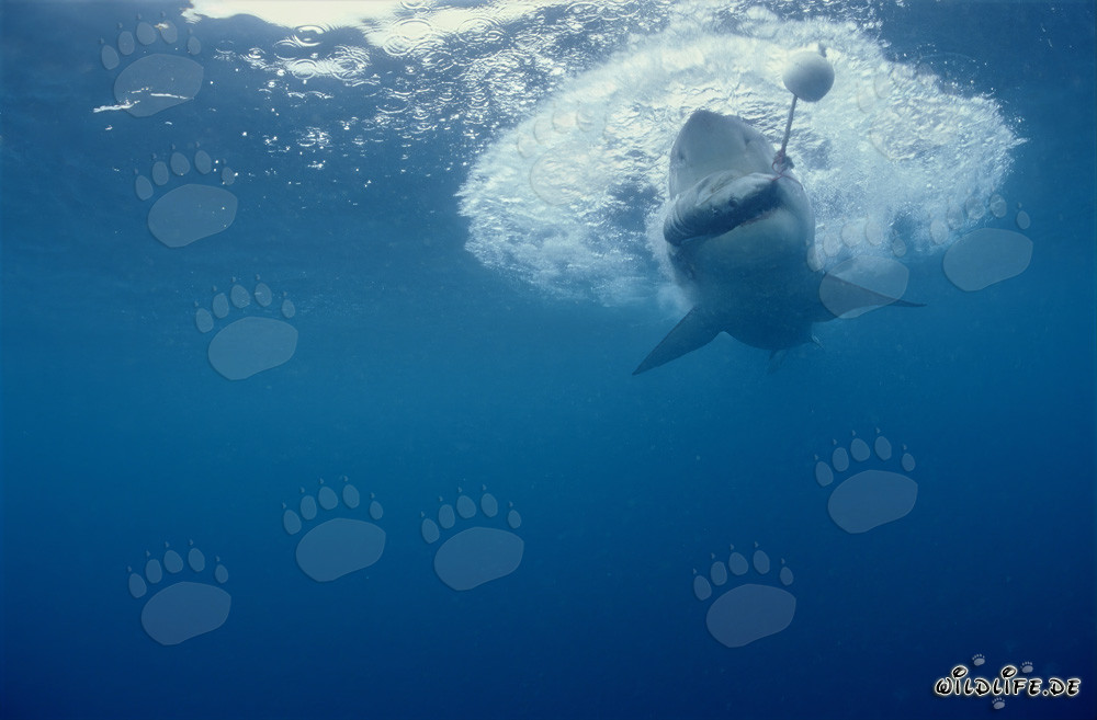 Gran tiburón blanco mordiendo el cebo para peces