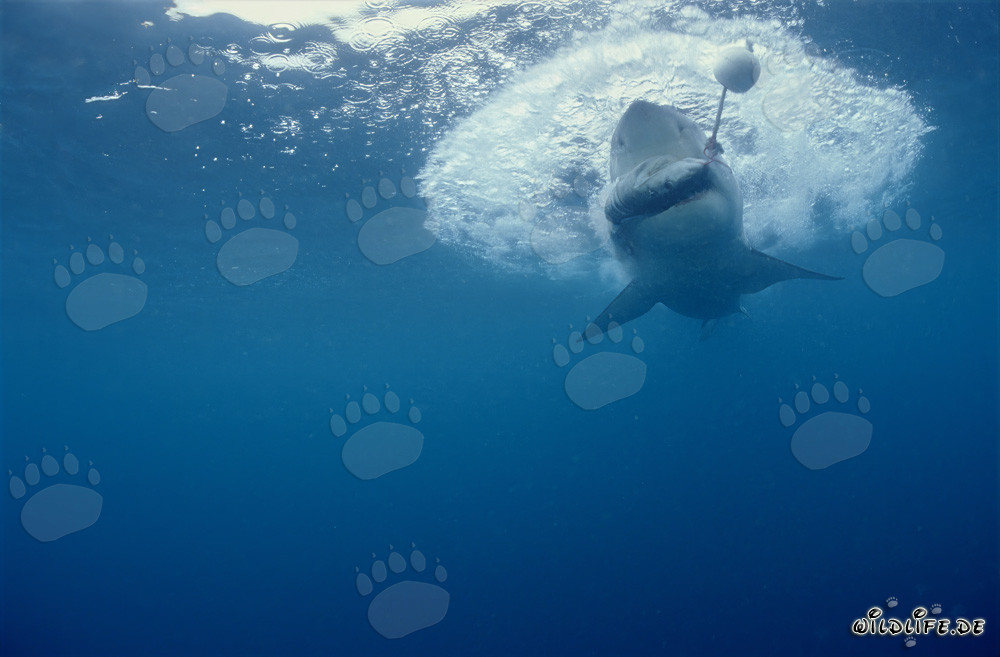 Grand requin blanc mordant à l'appât pour poissons