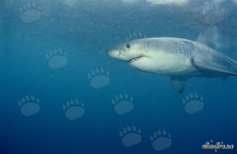 Grand Requin Blanc en chasse de phoques devant Geyser Rock, Afrique du Sud