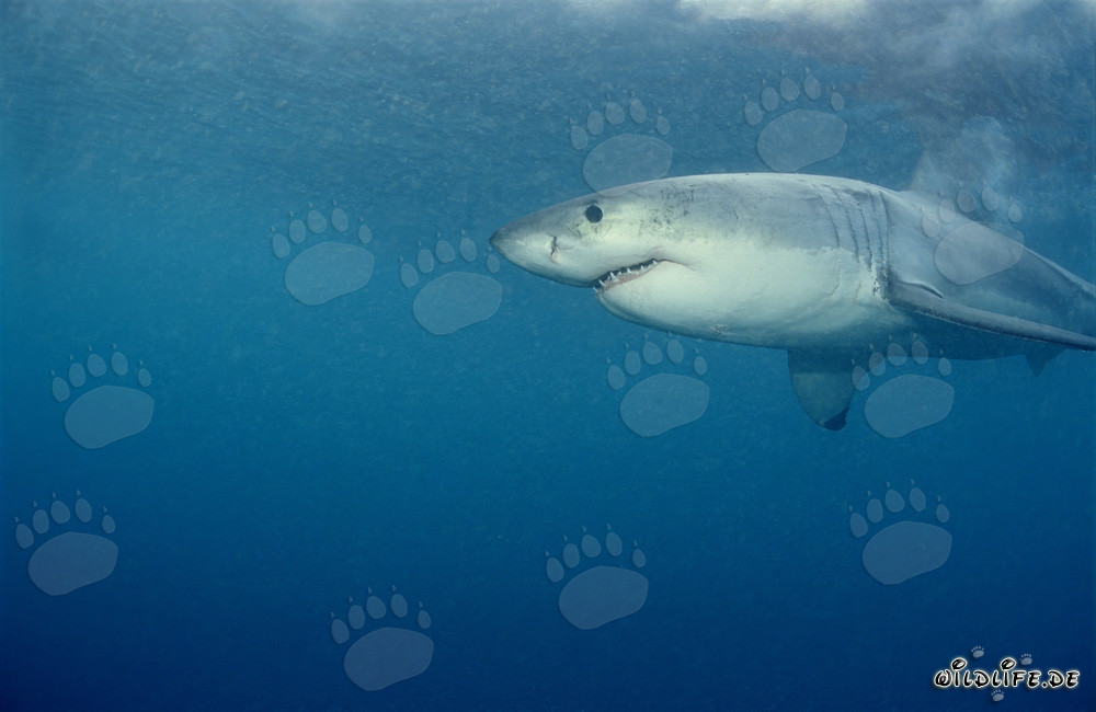 Great White Shark Hunting for Prey near Geyser Rock, South Africa