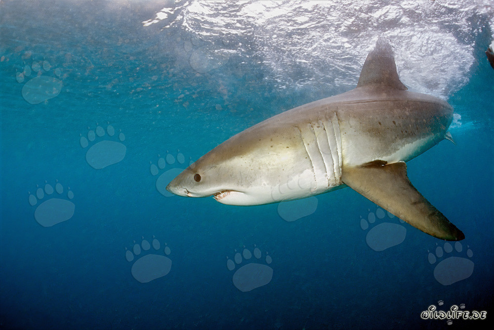 Impressive Great White Shark turning away near Geyser Rock, South Africa