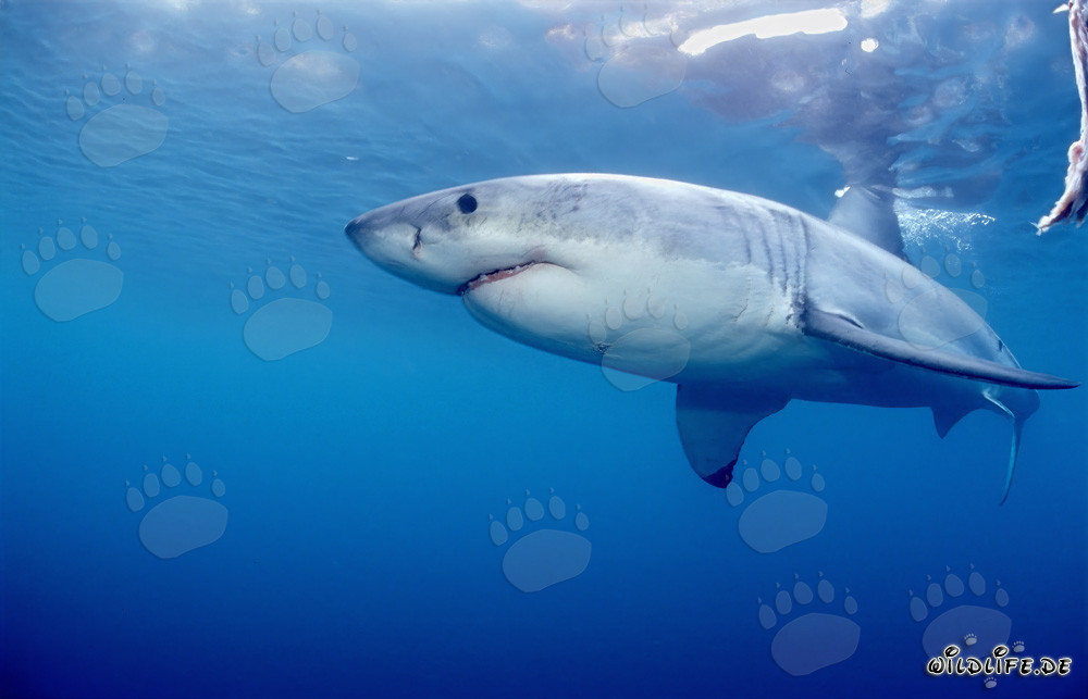 Grand requin blanc près de l'île de Dyer en Afrique du Sud