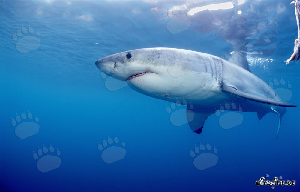 Tiburón blanco frente a la isla de Dyer en Sudáfrica