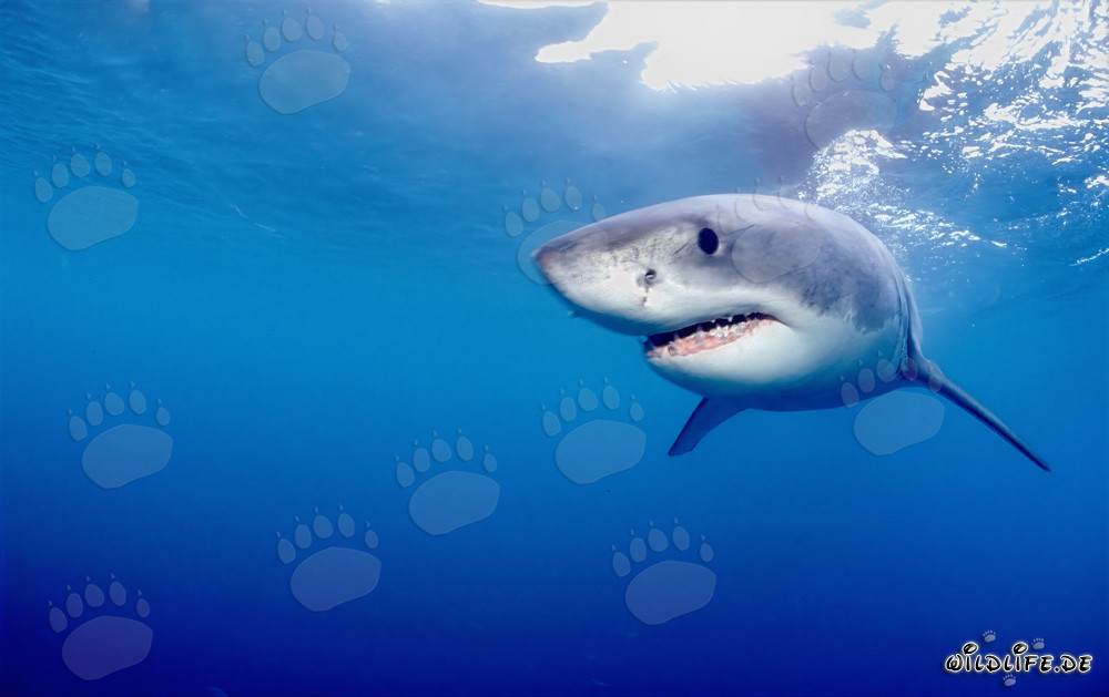 Mystérieux habitant des mers : le grand requin blanc