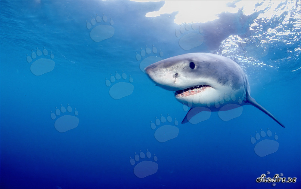 Mysterious Sea Creature: The Great White Shark