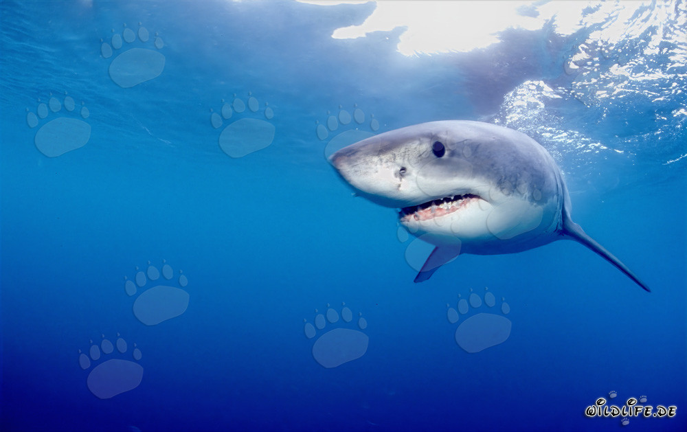Misterioso abitante marino: lo squalo bianco