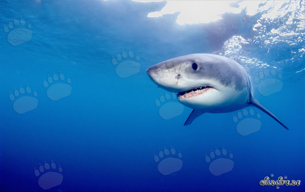 Misterioso habitante del mar: el tiburón blanco