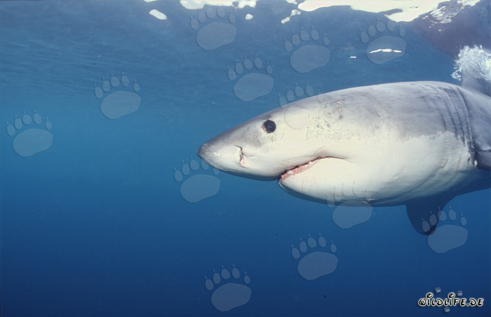 Impresionante Gran Tiburón Blanco frente a la costa de Gansbaai