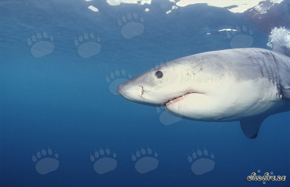 Grand Requin Blanc impressionnant au large de Gansbaai