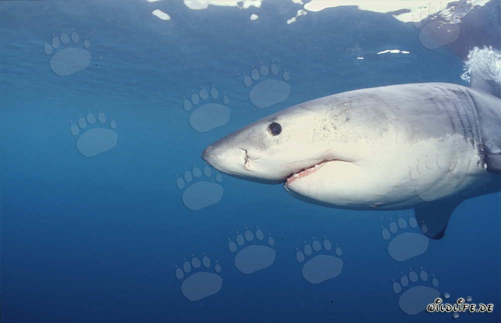 Impressive Great White Shark off the Coast of Gansbaai