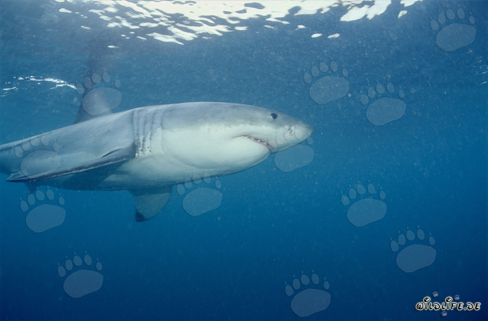 The Great White Shark in the seals area