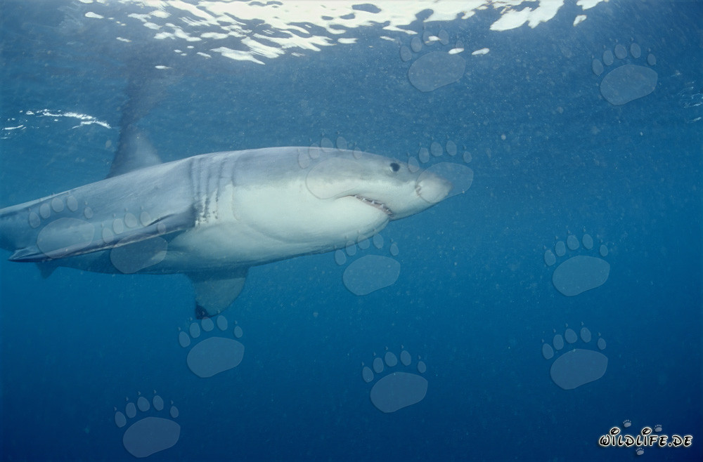 Le grand requin blanc dans la région des phoques