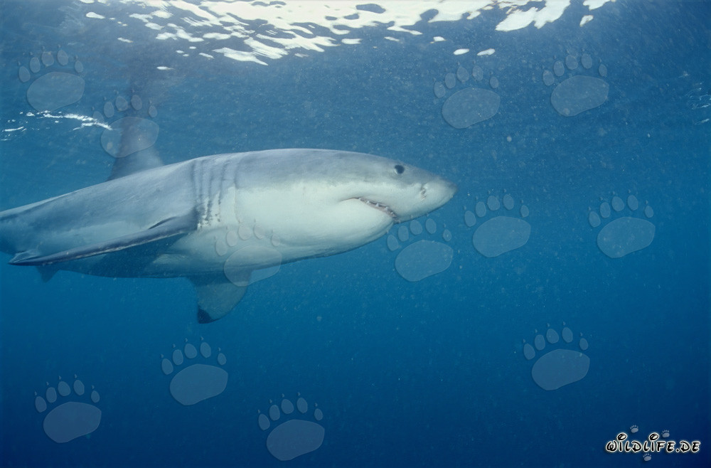 El gran tiburón blanco en la zona de las focas