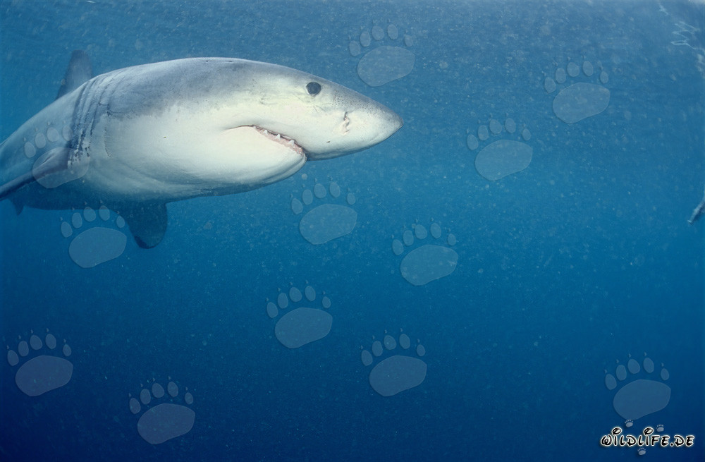 Grand requin blanc majestueux observant son environnement près de l'île Dyer