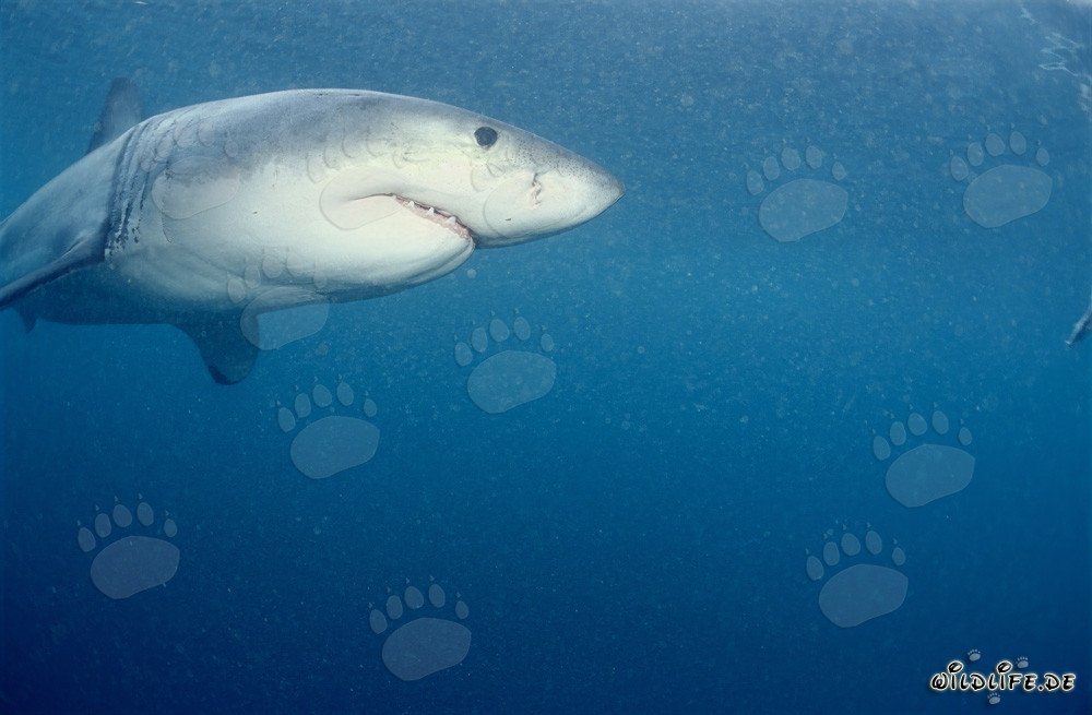 Majestic Great White Shark observing its surroundings near Dyer Island