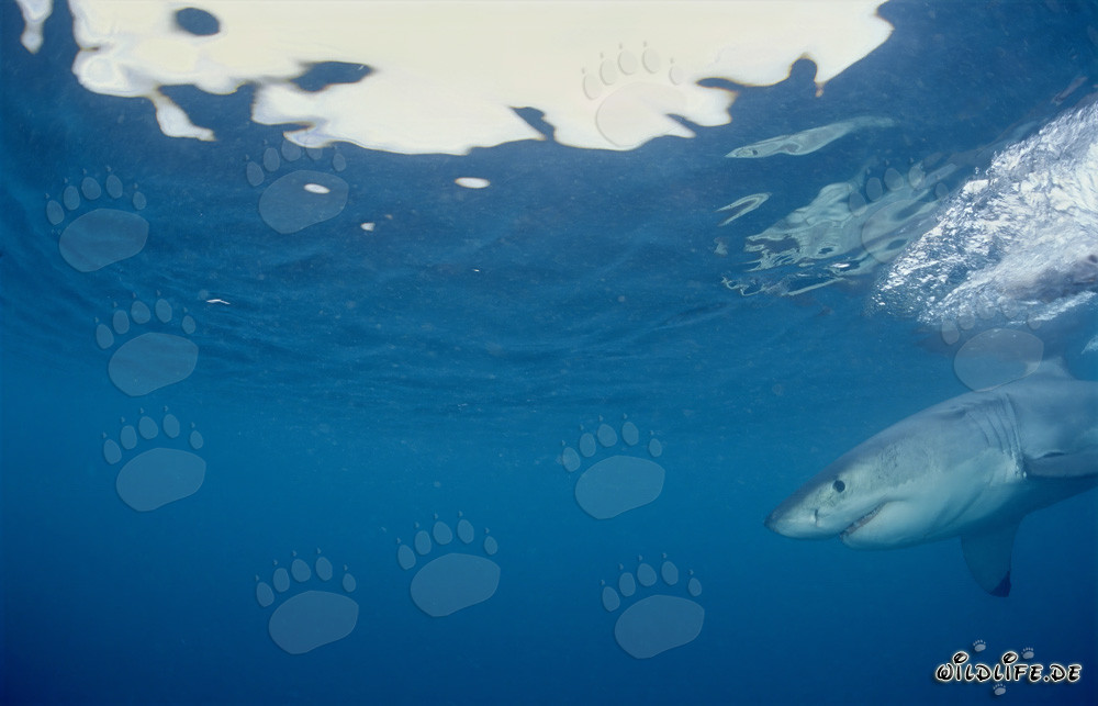 Jeune requin blanc au large de Gansbaai, Afrique du Sud