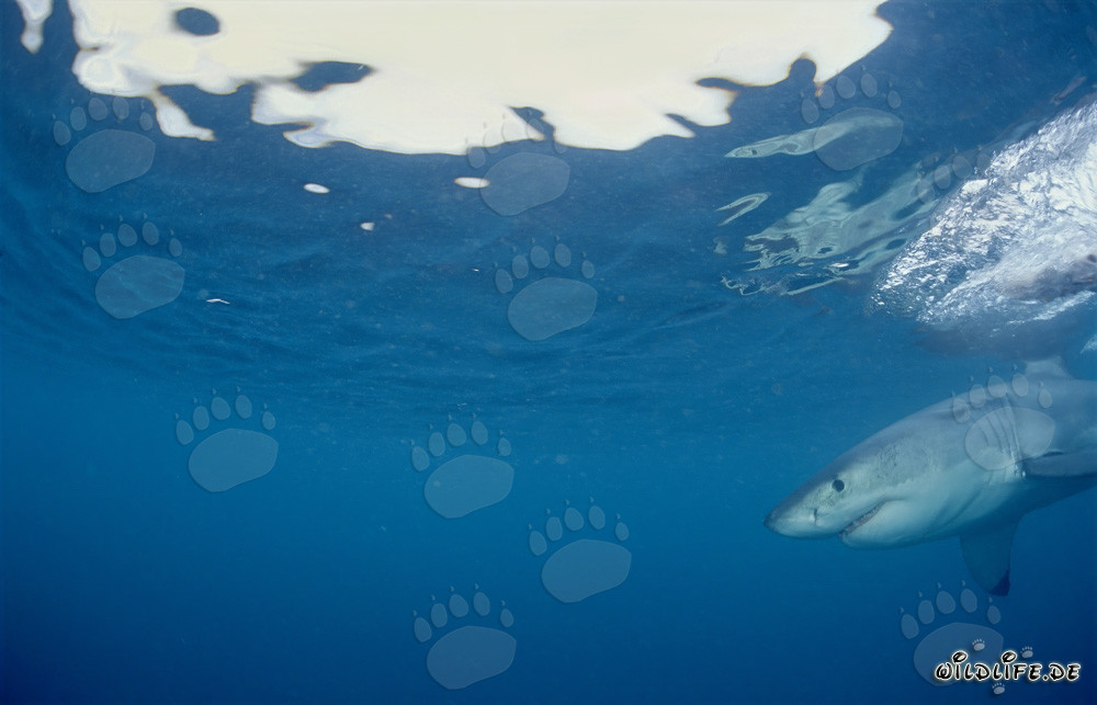 Young Great White Shark off the coast of Gansbaai, South Africa