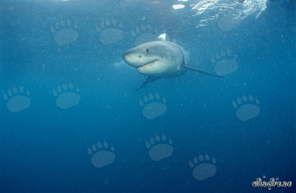Jeune grand requin blanc près de Gansbaai