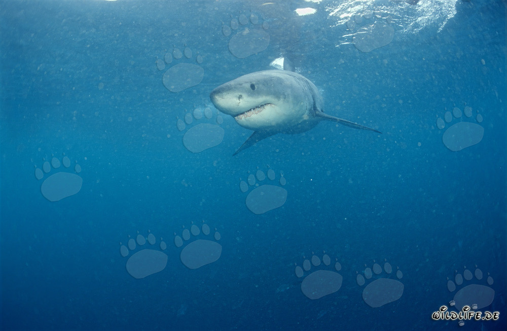 Joven tiburón blanco cerca de Gansbaai