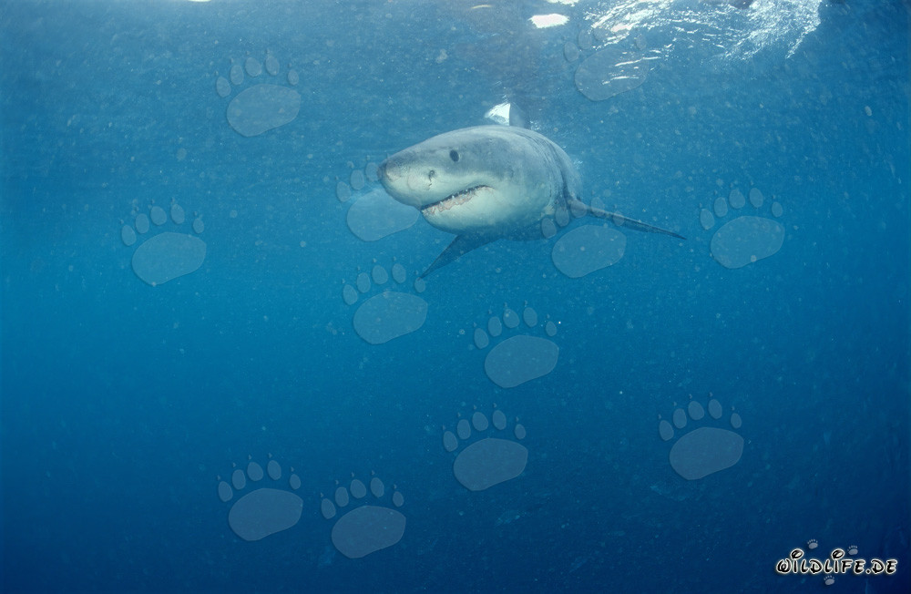 Young Great White Shark near Gansbaai